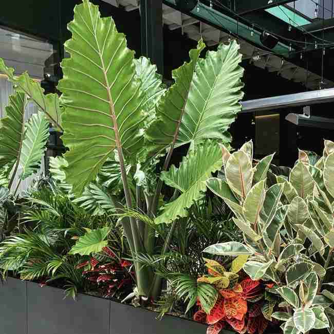 U.S. Plants - Exterior & Green Roofs