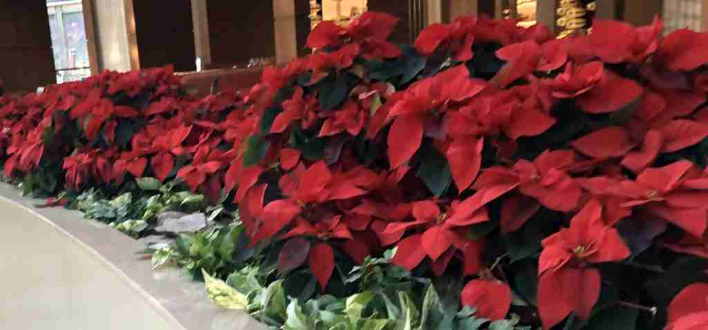 U.S. Plants Provide Interior Plant Design & Maintenance, Exterior & Green Roofs, Living Plant Walls, Moss Wall, Holidays, Artificial Plants and Rental Plants