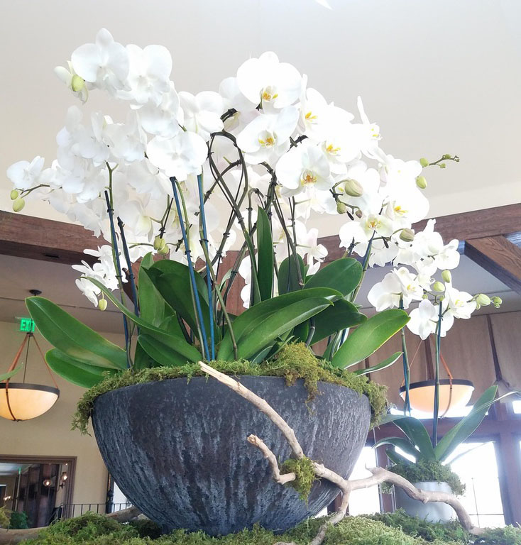 U.S. Plants Provide Interior Plant Design & Maintenance, Exterior & Green Roofs, Living Plant Walls, Moss Wall, Holidays